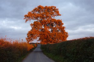 sustainable timber sourcing, bespoke designed furniture, Somerest, Dorset, South West England, bespoke carpenter